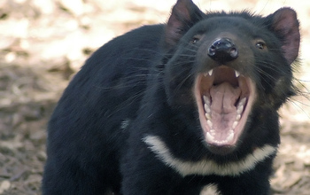 A Tasmanian devil